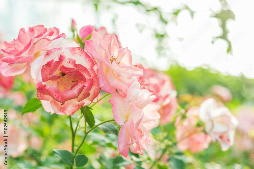 Fototapeta premium a bunch of roses in the garden