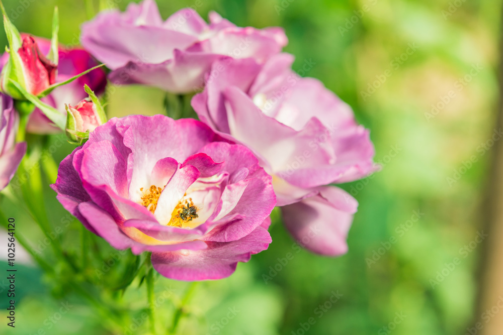 Obraz premium a bunch of roses in the garden