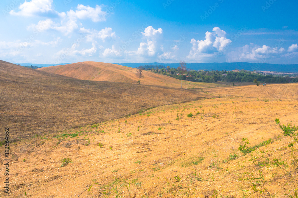 Dried plantation