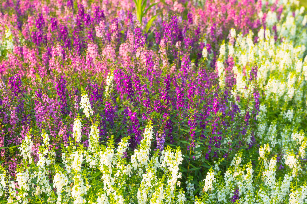 Obraz premium Flower background