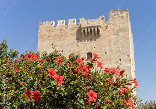 Blossoming Hibiscus flower on medieval Limassol Castle background. Cyprus. 