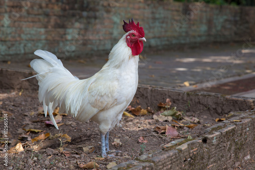 White rooster