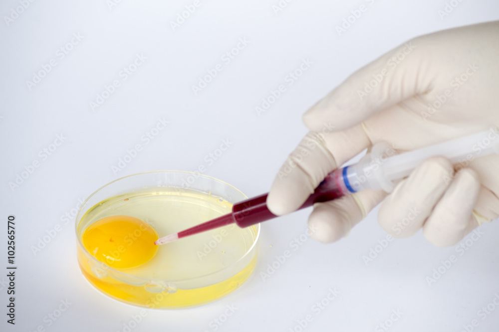 Injecting an egg