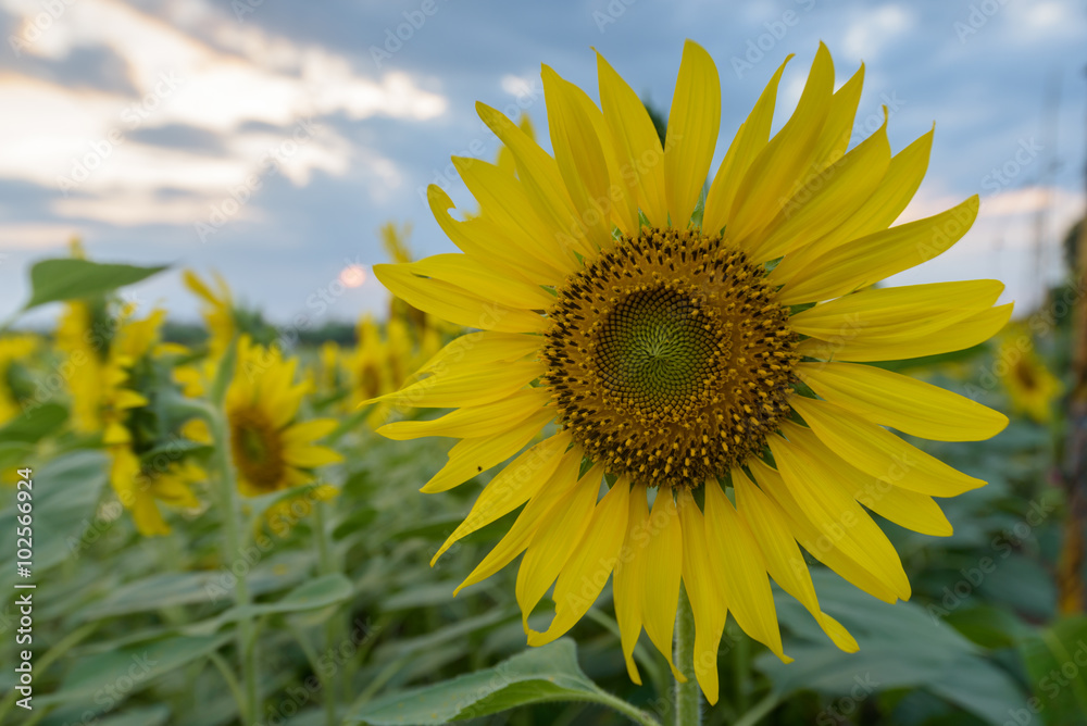 Field of sunflowers with sky