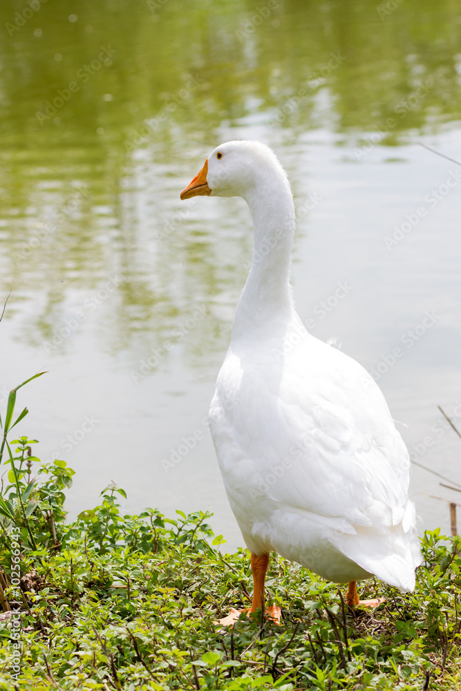 Geese