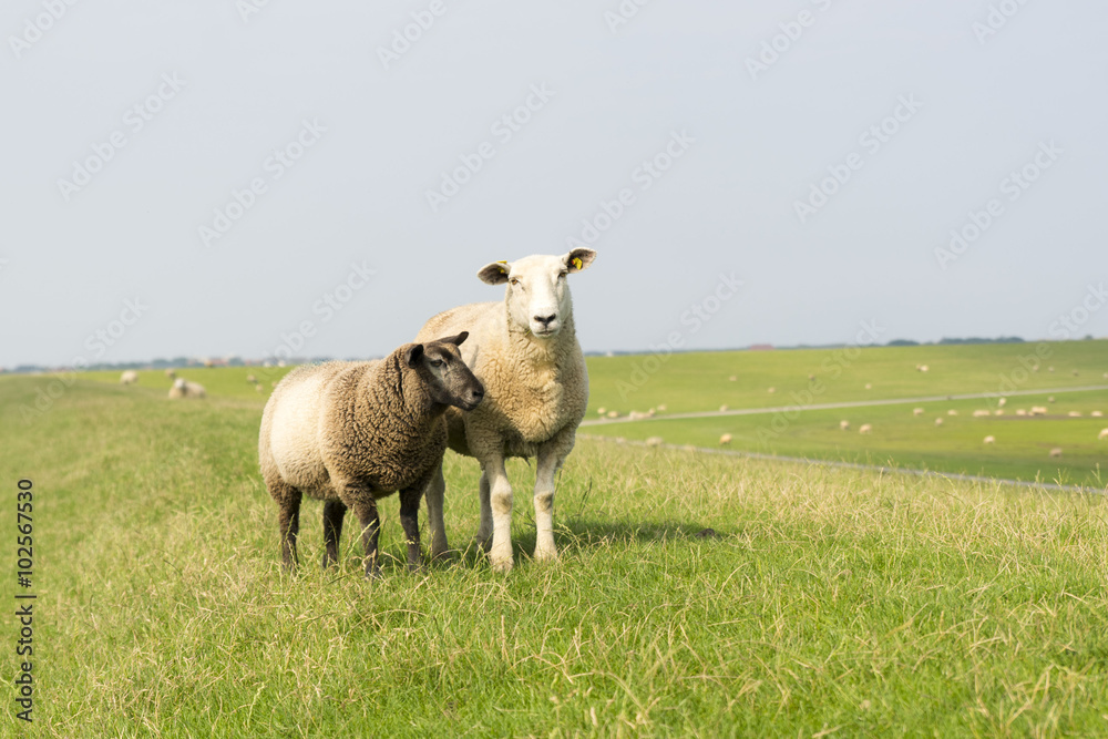 Obraz premium Schaf mit Lamm auf dem Deich