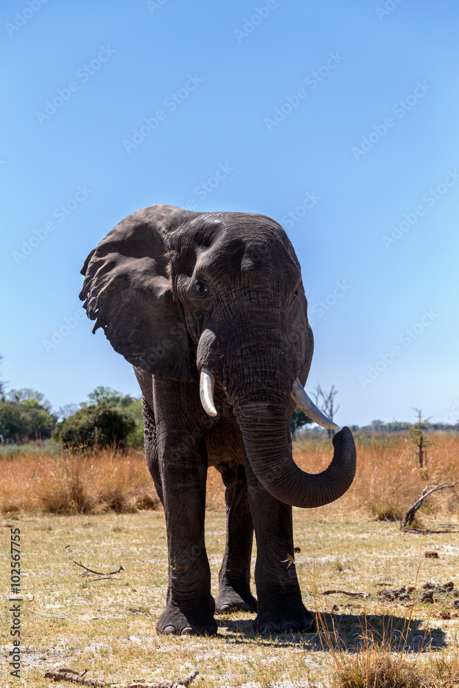 Obraz premium african elephants