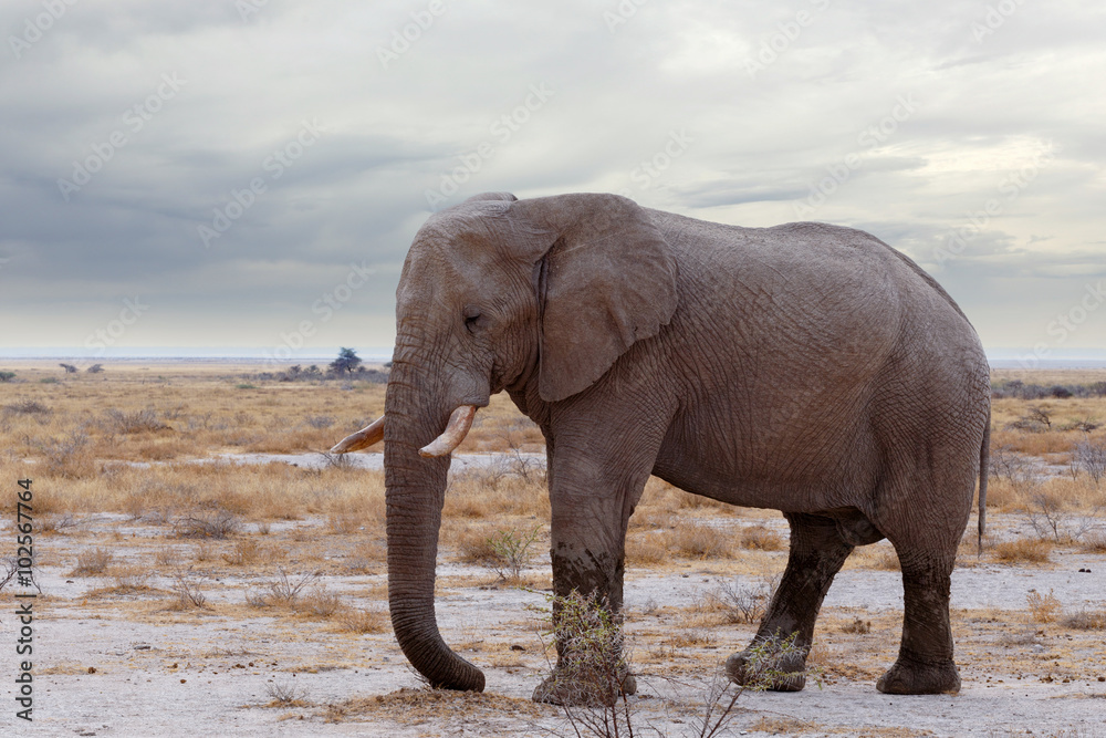 Obraz premium big african elephants on Etosha national park