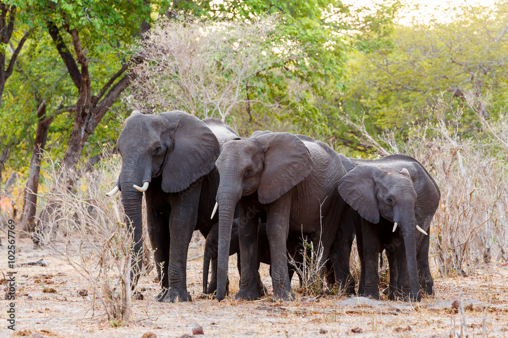 Fototapeta premium African elephants at green bush