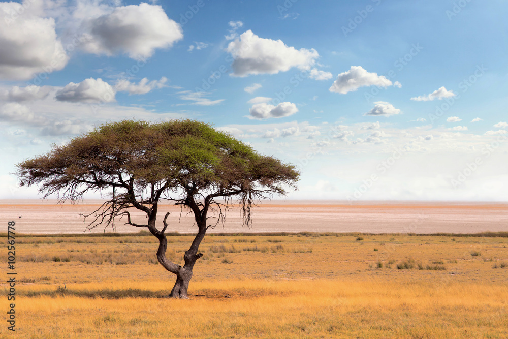 Large Acacia tree in the open savanna plains Africa Large Acacia tree in the open savanna plains Africa