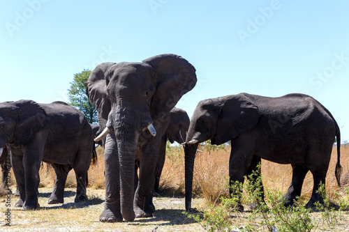 heard of african elephants