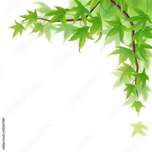 Fresh spring branch with green maple leaves on white