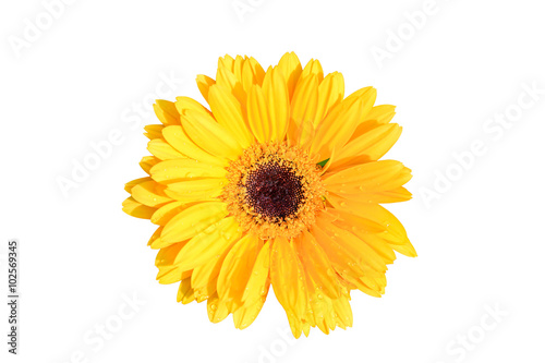 yellow gerbera flower isolated on white