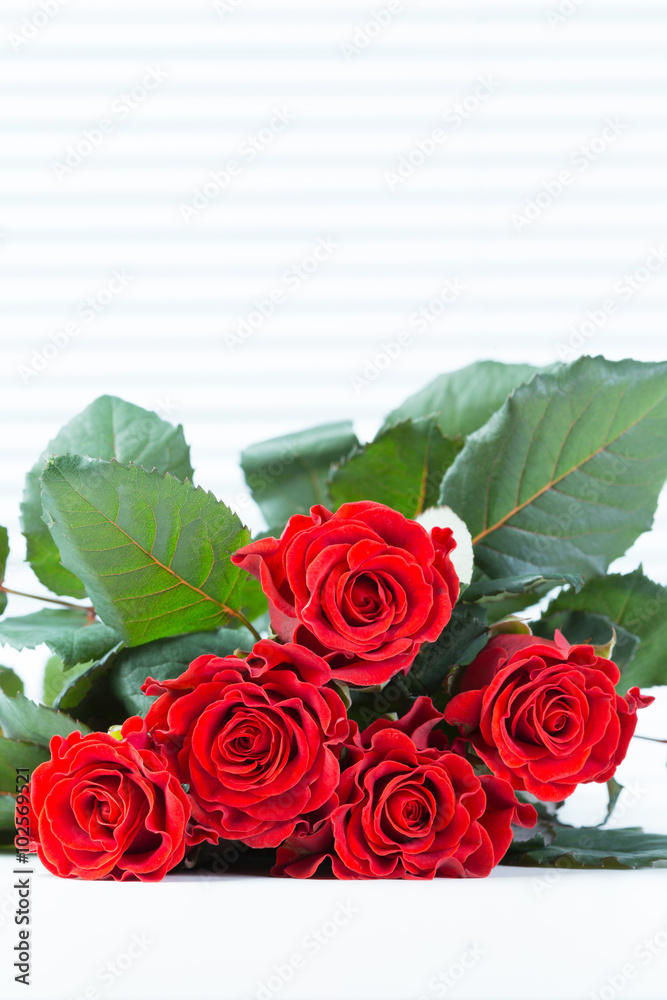 Obraz premium Red roses