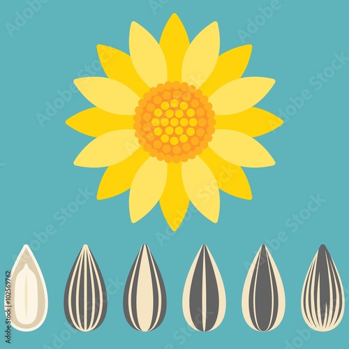 Vector sunflower and sunflower seed, flat design