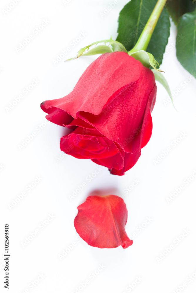 Red rose with a ring Red rose with a ring