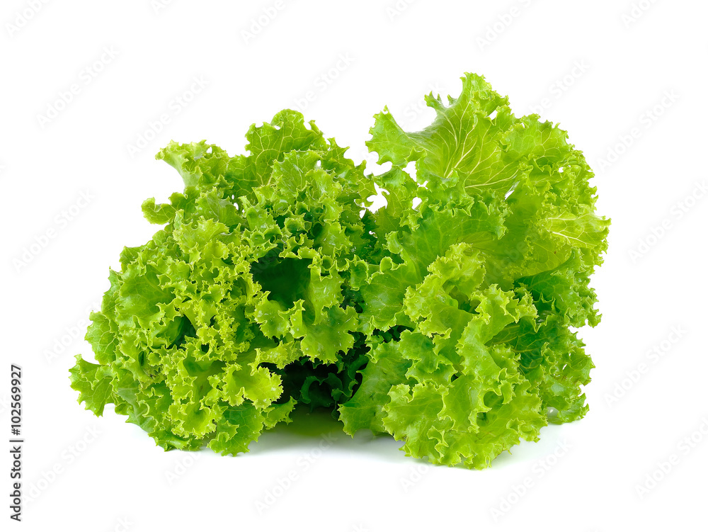 Lettuce isolated on the white background Lettuce isolated on the white background