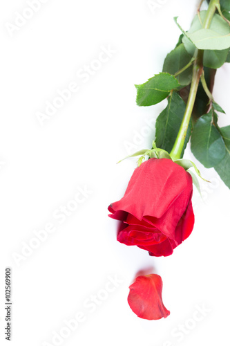 Red rose with a ring