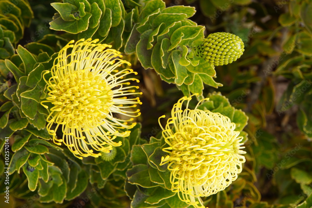 Nadelkissenstrauch (Leucospermum cordifolium) Nadelkissenstrauch (Leucospermum cordifolium)