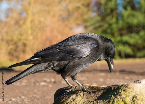 Rabenkrähe (schwarze Morphe der Aaskrähe) (Corvus corone), sitzt auf einem Stein und blickt nach unten, Bergpark Kassel-Bad Wilhelmshöhe, Hessen, Deutschland photo