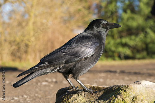 Rabenkrähe (schwarze Morphe der Aaskrähe) (Corvus corone), sitzt auf einem Stein und blickt nach unten, Hessen, Deutschland