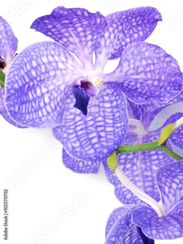 Fototapeta Naklejka Na Ścianę i Meble -  beautiful purple vanda orchid flower close up on white background