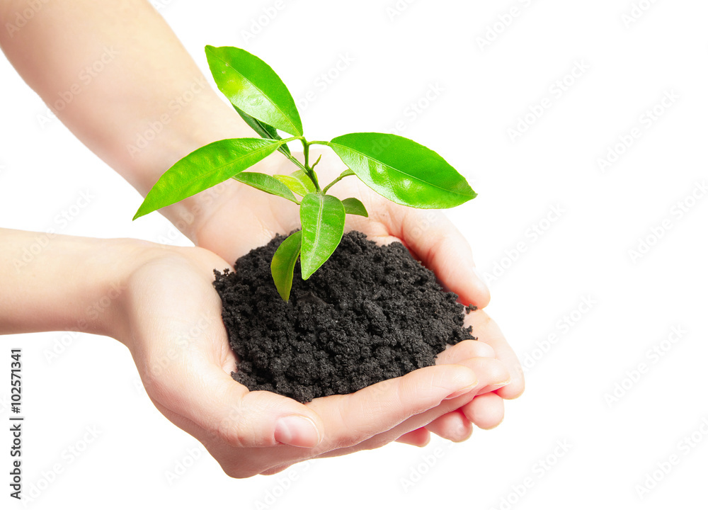 Human hands holding green small plant new life concept Human hands holding green small plant new life concept