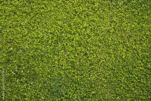 Зеленый газон под стенами замка в Ужгороде, Украина