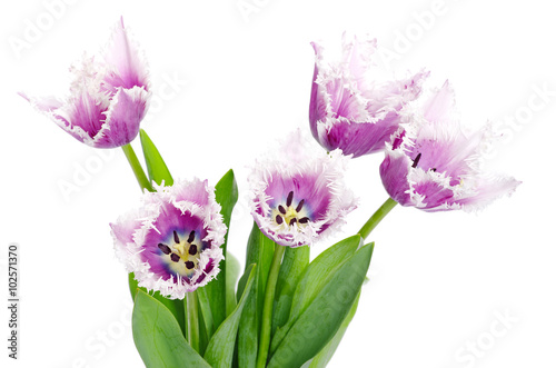 Fototapeta Naklejka Na Ścianę i Meble -  purple tulips isolated on white background