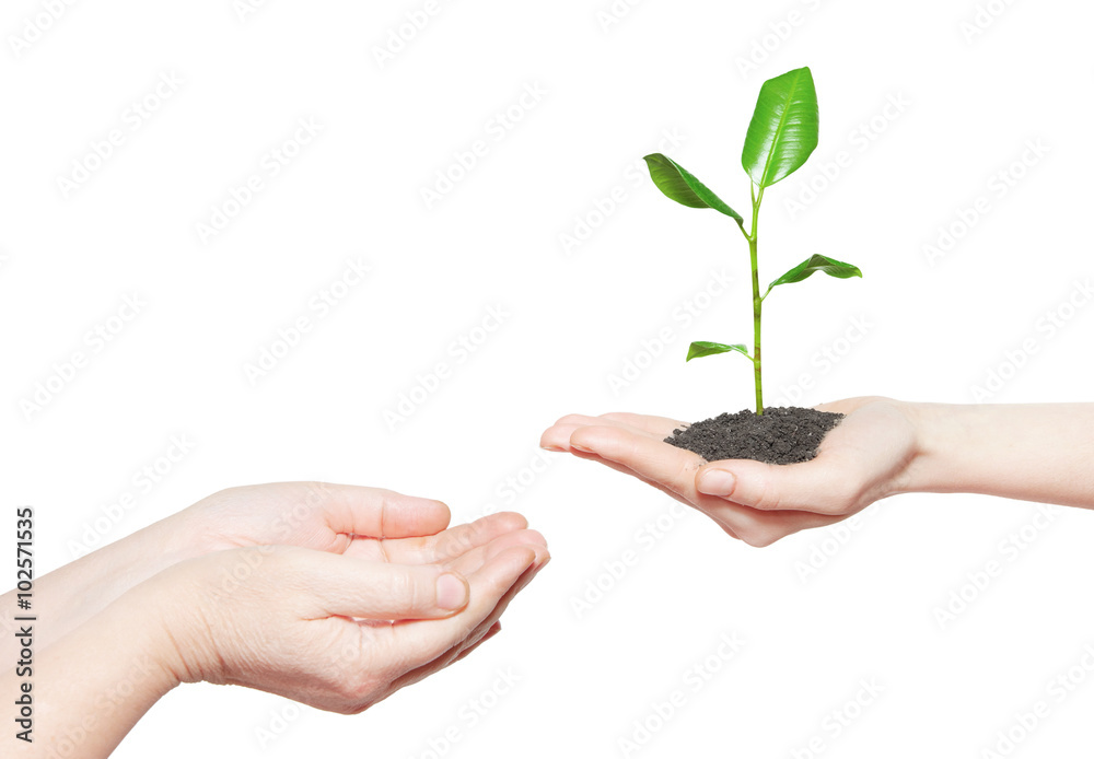 Human hands holding green small plant new life concept Human hands holding green small plant new life concept