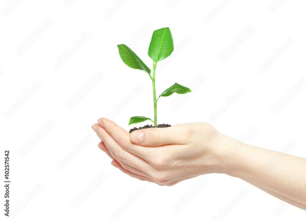 Human hands holding green small plant new life concept Human hands holding green small plant new life concept