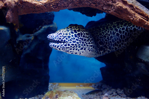Аквариумная рыба мурена леопардовая.