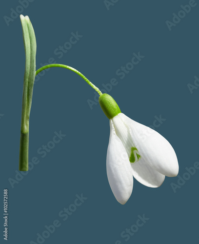 Beautiful snowdrop flower.