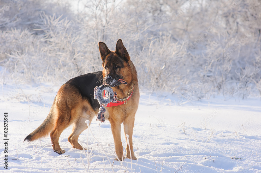 Naklejka premium German Shepherd with toy in winter