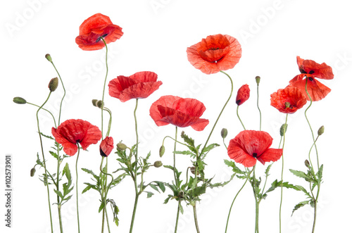 red poppies  isolated on white background © Soyka