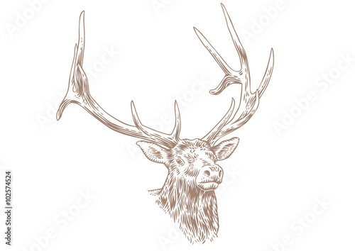 Head of deer