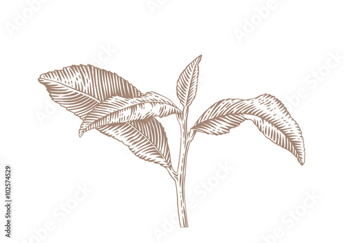 Branch of tea
