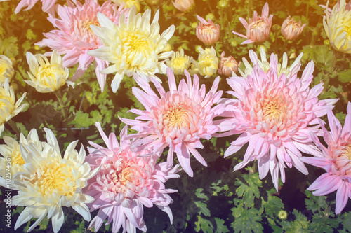 Pink chrysanthemum in garden pastel color tone style
