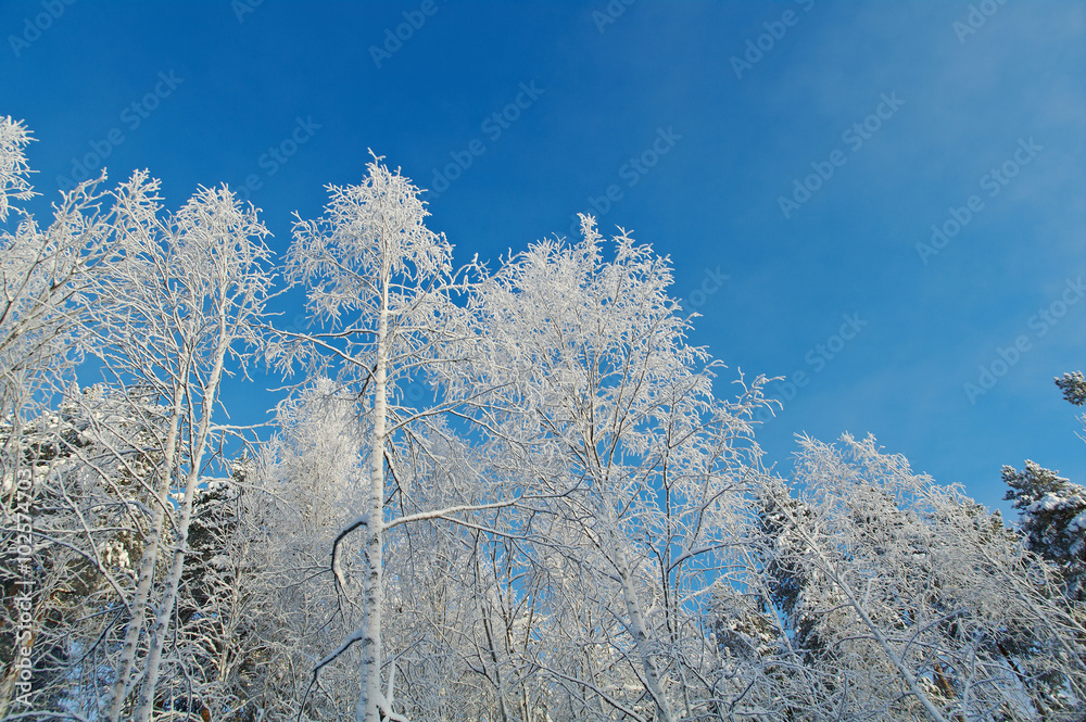 Winter landscape Winter landscape