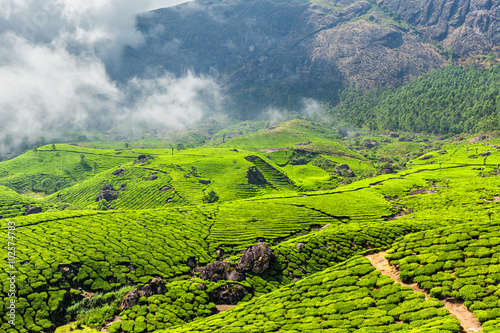 Tea plantations, Munnar, Kerala state, India © Dmitry Rukhlenko
