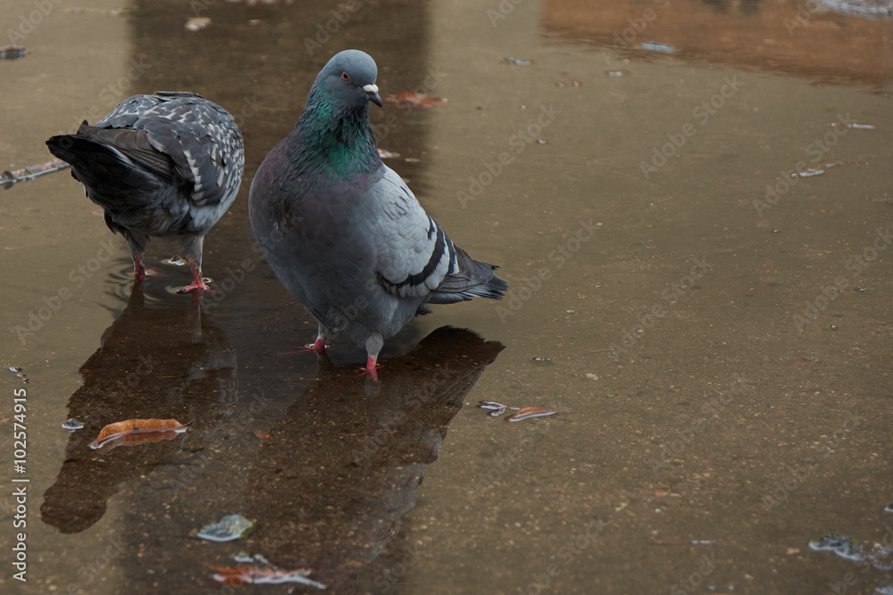 Fototapeta premium Pigeons and reflectance , early spring.