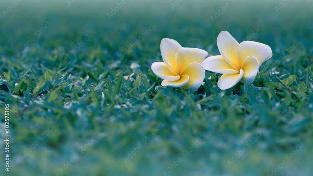 Frangipani Flowers on green grass floor. - Stock Image 