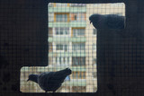 Pigeons from a metal mesh, balcony