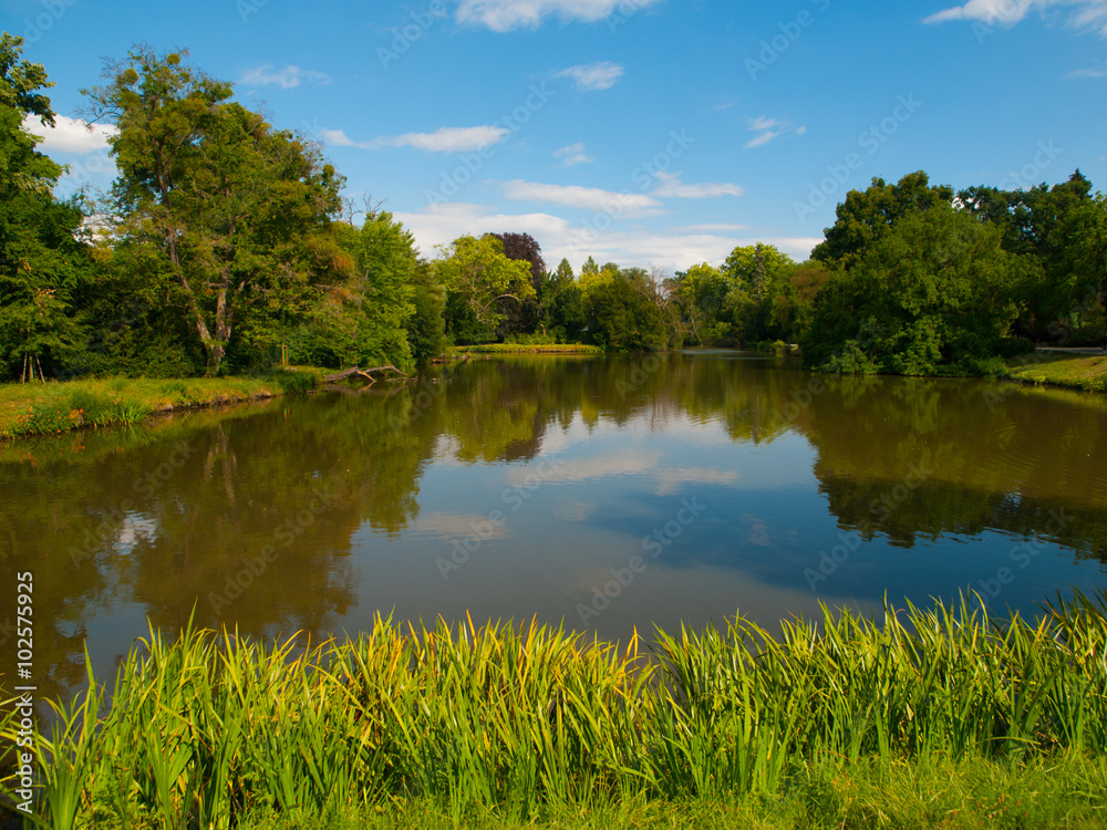 Summer greenery at park pond