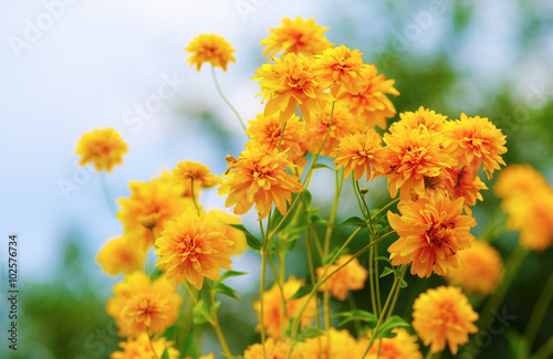 Bright yellow garden flowers. Shallow depth of field. Selective focus. © Veresovich
