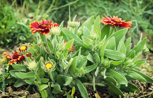 Gerbera flowers in the garden, natural scene photo