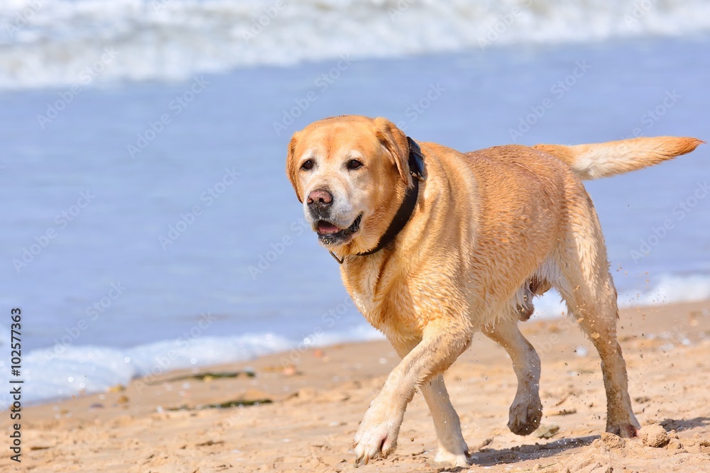 Big brown labrador running on beach Big brown labrador running on beach