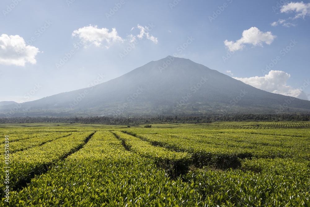 Plantaciones de te con un perfecto volcán cónico en el fondo. Valle de Kerinci, Sumatra, Indonesia. 