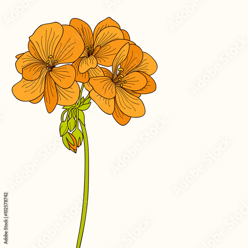 Fototapeta Naklejka Na Ścianę i Meble -  Yellow geranium flower drawing