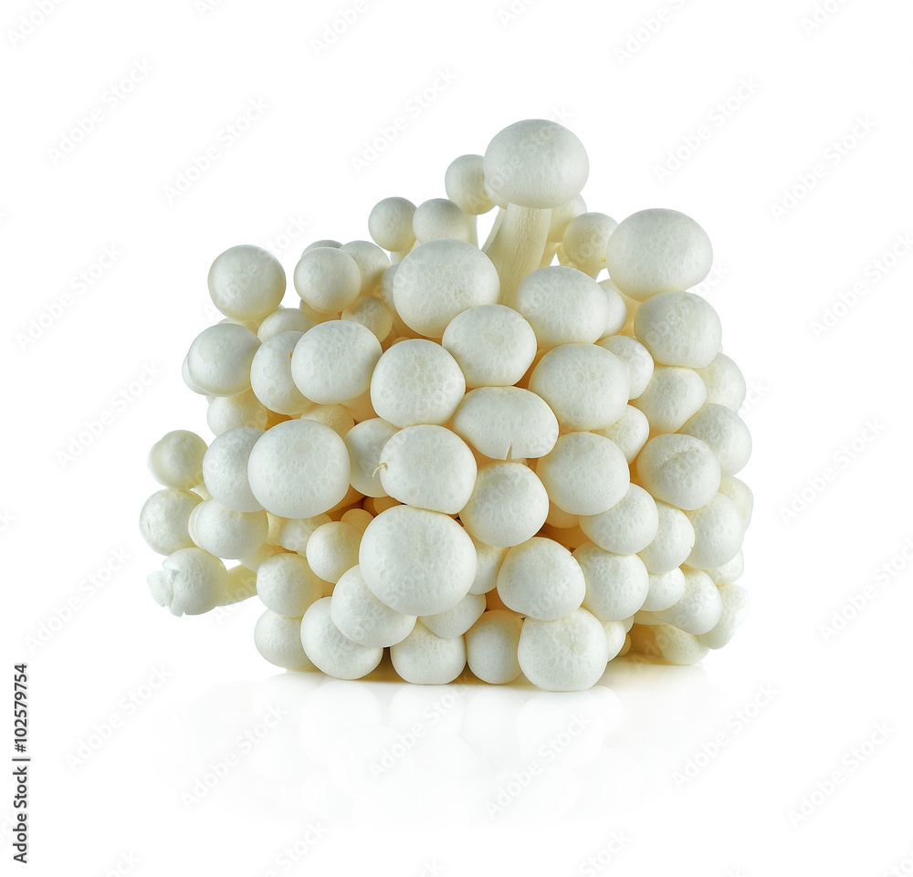 White beech mushrooms, Shimeji mushroom, Edible mushroom isolate White beech mushrooms, Shimeji mushroom, Edible mushroom isolate
